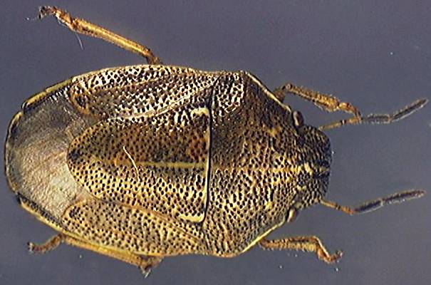 Neottiglossa pusilla